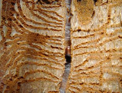 Galeries subcorticals