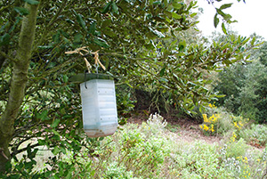 Trampa de vespa asiàtica. Autor: XPN