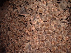 Colònia de ratpenats de cova. Autor: Marc López-Roig
