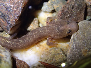 Larva del tritó del Montseny. Autor: XPN