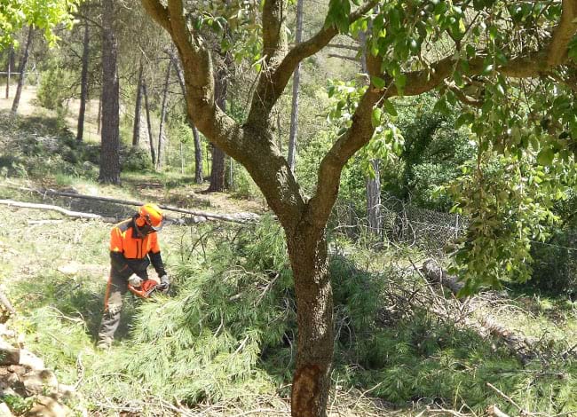 Treballs forestals. Autor: Diputació de Barcelona