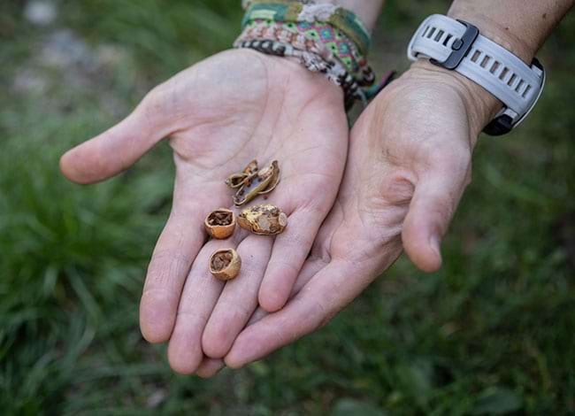 Llavors rossegades pels lirons. Autor: Edgar Madrenys