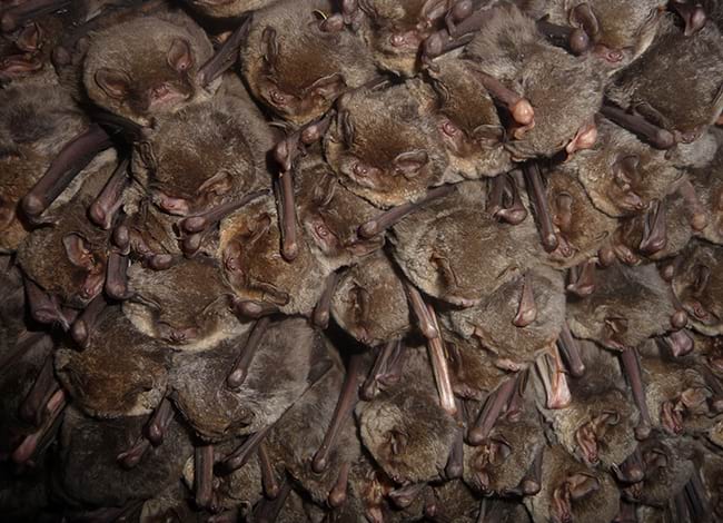 Colònia de quiròpters. Autor: Marc López Roig