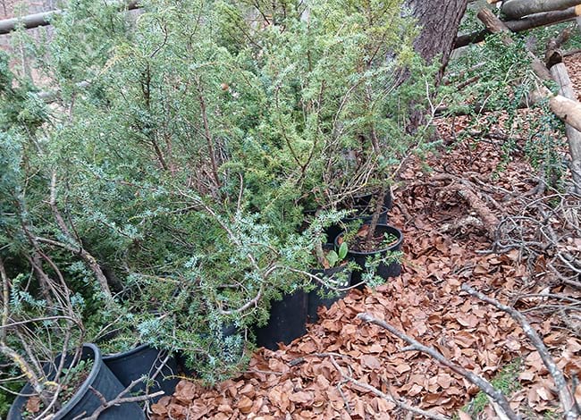 Ginebrons, boixeroles i altres arbustos per plantar en el tancat i accelerar la recuperació de l'hàbitat del gall fer. Autoria: XPN