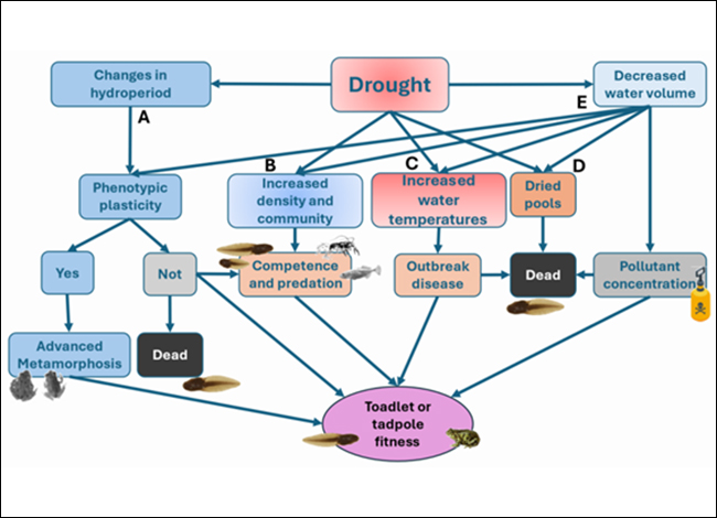 Diagrama esquemàtic de les principals vies a través de les quals la sequera pot canviar la fitness de larves i adults. Extret de Pujol-Buxó & Montori 2025.
