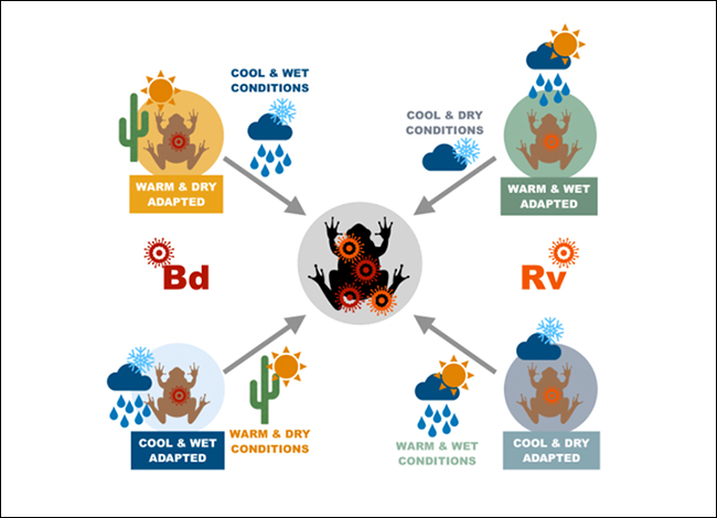 Esquema representant com els amfibis adaptats a diferents condicions poden acabar enmalaltint per fongs (Bd ) o per virus (Rv) pels desajustaments ambientals. Extret de Thumsova et al. 2025.