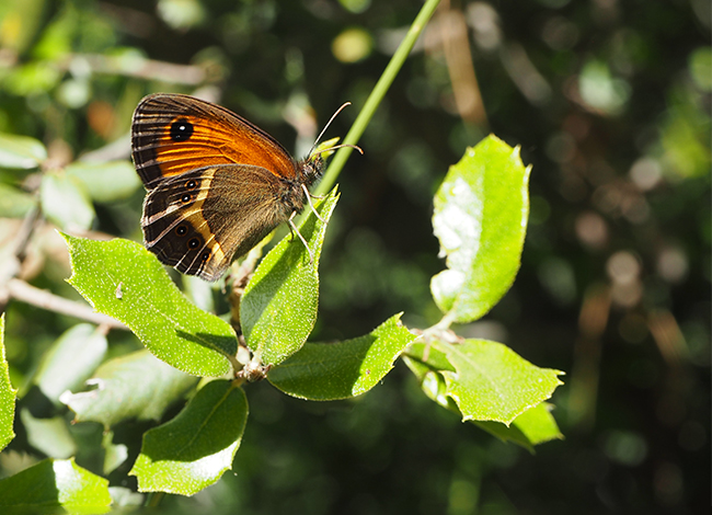 Saltabardisses cintada (Pyronia bathseba) © XPN