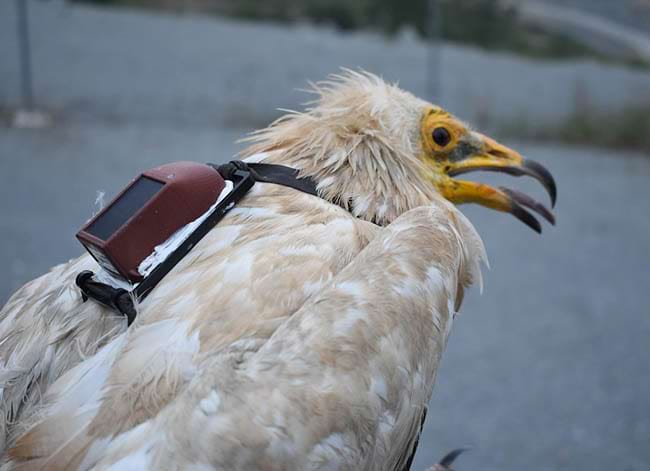 Un aufrany amb el GPS. Autor: UB-IRBio