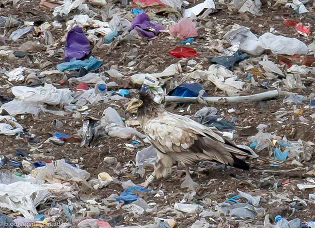 Aufrany en un abocador. Autor: Jordi Baucells