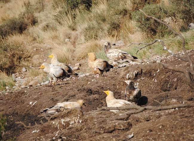 Grup d'aufranys. Autor: UB-IRBio