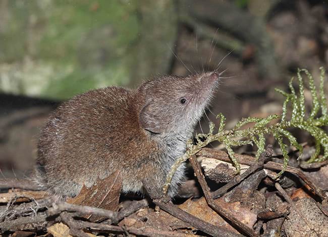 Mussaranya comuna. Autor: Ignasi Torre / MCNG