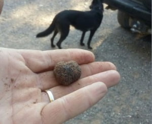 Tòfona negra. Autor: Eduard Bosch