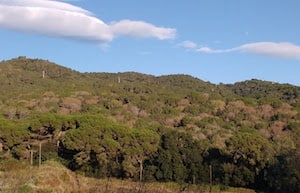 Boscos d'Argentona. Autor: Ass. Prop. Forestals