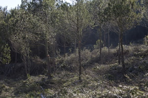 Pineda de pi blanc. Autor: OTPMIF