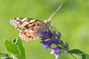 Migradora dels cards ('Vanessa cardui'). Autor: Oriol Massana