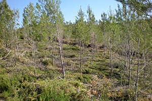 Aclarida de plançoneda. Autor: OTPMIF