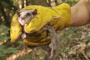 Liró alliberat. Autora: Lídia Freixas / Museu CN Granollers