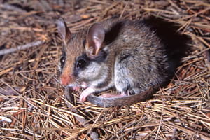 Rata cellarda. Autor: Ignasi Torre / Museu CN Granollers