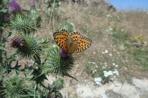Argentada de muntanya. Autor: A. Ubach / Museu CN Granollers
