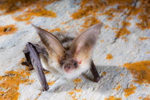 'Plecotus macrobullaris'. Autor: Adrià López-Baucells