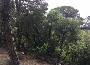 Bosc del Corredor. Autor: XPN