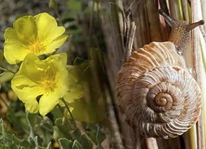 Biodiversitat dels parcs. Autor: XPN