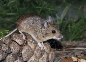 Ratolí de bosc. Autor: I. Torre / Museu CN Granollers