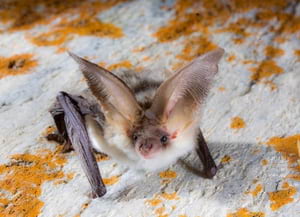 Plecotus macrobullaris'. Autor: Adrià López-Baucells