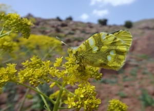 'Zegris eupheme'. Autor: Andreu Ubach