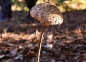 Consells per collir bolets. Autor: Oriol Clavera