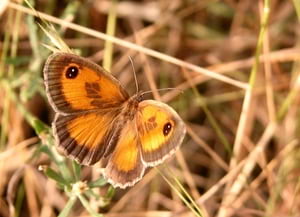 Saltabardisses de solell ('Pyronia cecilia'). Autor: Jordi Corbera