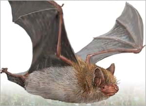 Detall de la portada. Autor: Toni Llobet