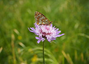 Les papallones, indicadores de biodiversitat. <br />Autora: Susanna Ginesta