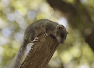 Liró gris (Glis glis). Autor: Oriol Massana
