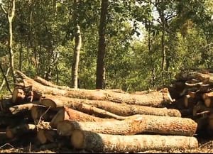 Biomassa i boscos. Autor: CTFC