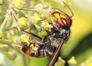 Vespa asiàtica.<br />Autor: Diputació de Barcelona