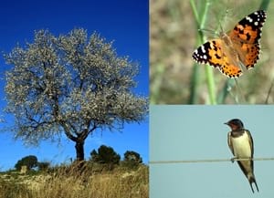 Plantes, papallones diürnes i ocells, els tres<br />grups estudiats. Autor: FENOCAT