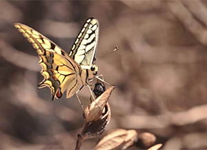Les papallones són bioindicadors. Autor: Gencat