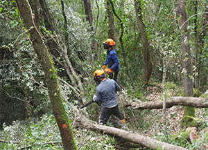 Treballs forestals del projecte. Autor: Life Biorgest
