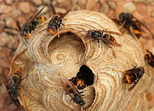 Vespa velutina. <br />Autor: Ivan Vieito Garcia / Shutterstock.com