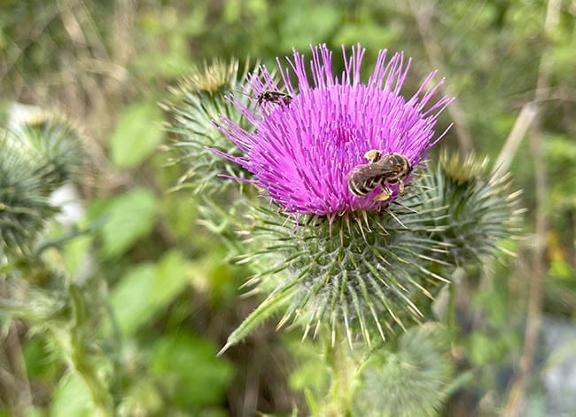 La conservació de la biodiversitat és un pilar de la gestió dels espais naturals. Autor: XPN