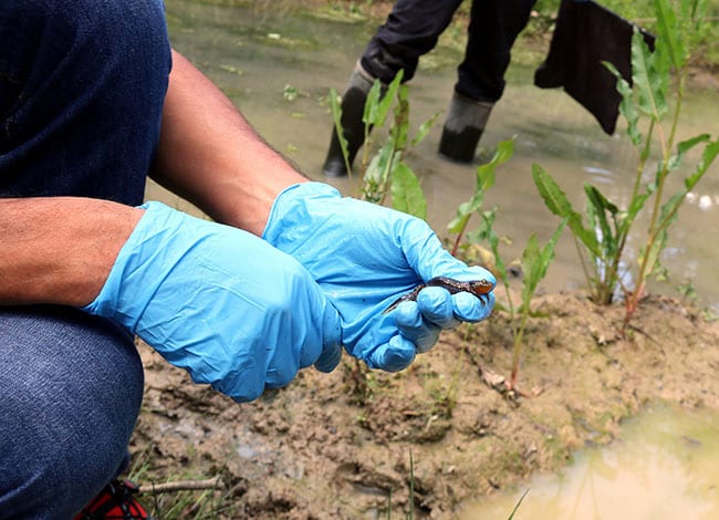 Tritó alpí alliberat en una bassa.<br />Autora: Lourdes Casademont / ACN