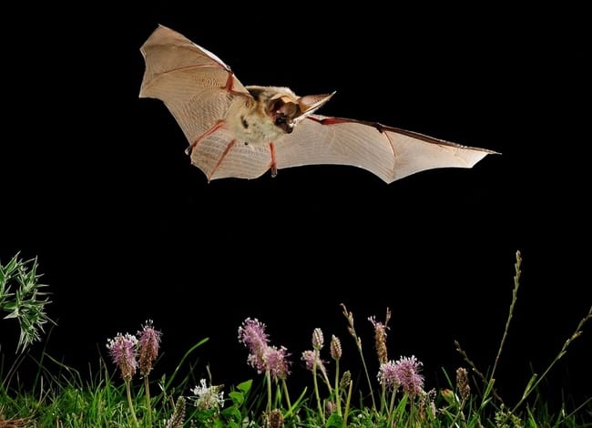 Exemplar de 'Plecotus austriacus'.<br />Autor: Jordi Bas