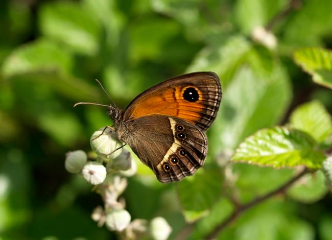 La papallona saltabardisses cintada (Pyronia bathseba). Autor: Ferran Turmo
