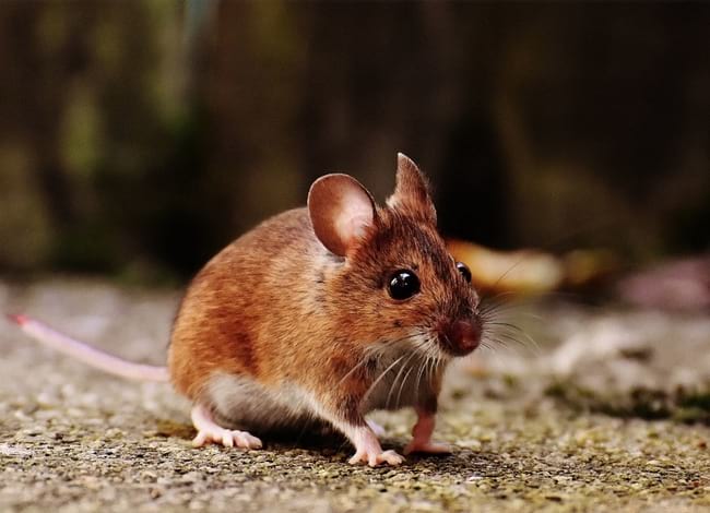 El ratolí de bosc, una espècie que prospera en els matollars postincendi de la XPN. Autor: MCNG