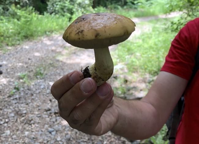 Cal tenir molta cura quan se surt a collir bolets. Autor: XPN