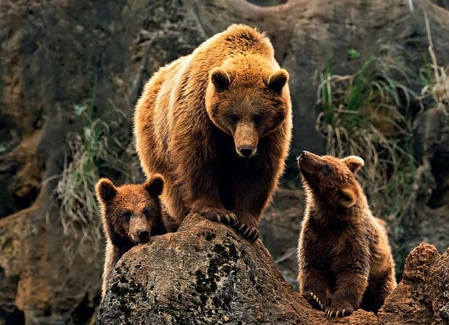 Ossos bruns a Cabárceno, Cantàbria. Autor: Javier Fernández Sánchez / Getty Images