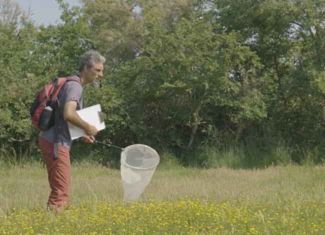 El CBMS, projecte de ciències ciutadana de seguiment de papallones diürnes. Autor: CBMS
