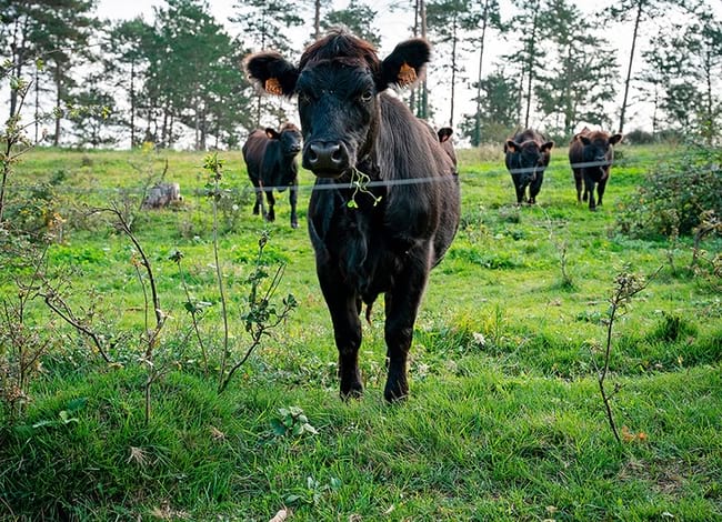 Ramaderia extensiva a Osona. Autor: Patxi Uriz / BCN Smart Rural