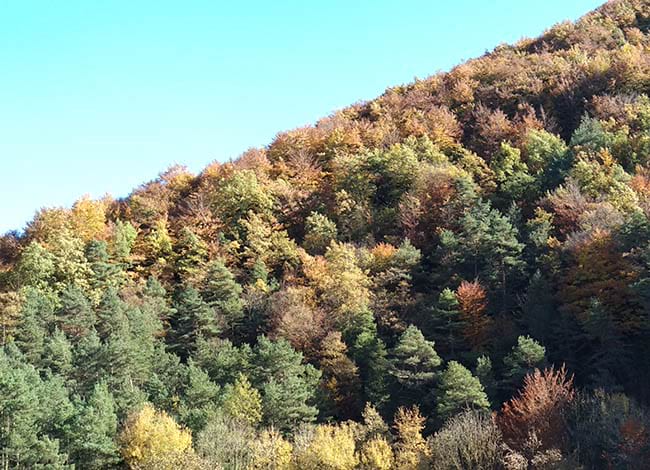 Bosc mixt de pi roig amb planifolis al Parc del Castell de Montesquiu. Autor: XPN